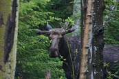 Moose